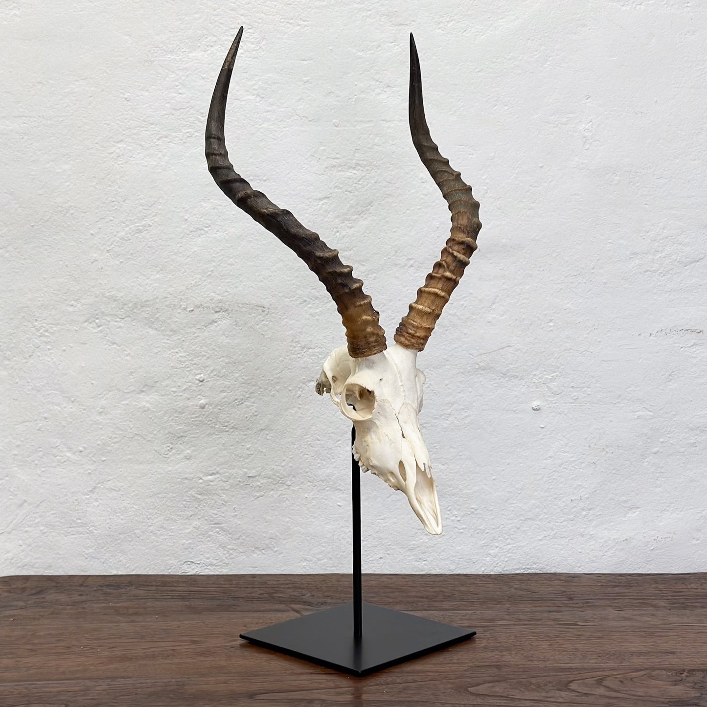 Natural Impala Skull - South Africa