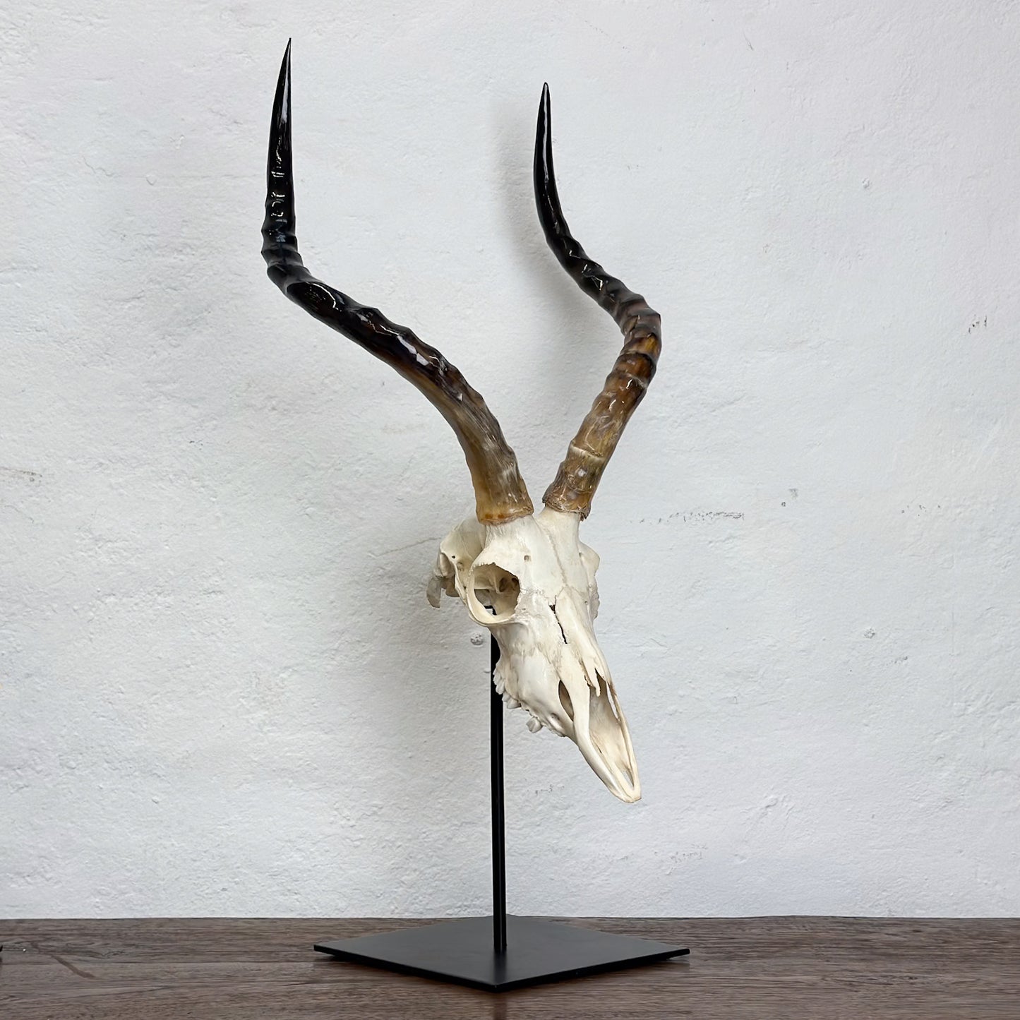 Polished Impala Skull - South Africa