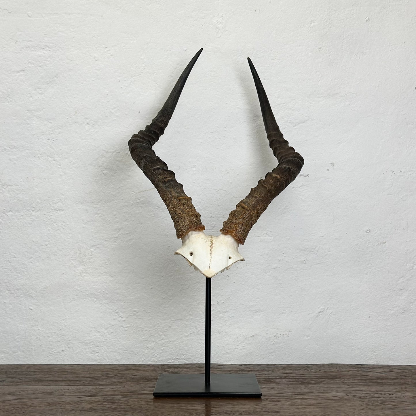 Natural Impala V Skull - South Africa
