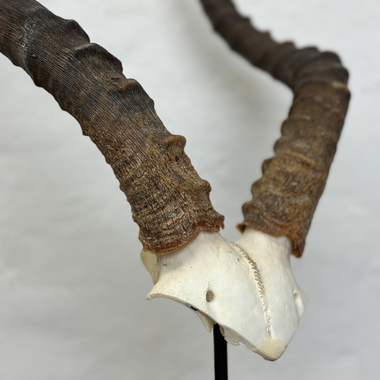 Natural Impala V Skull - South Africa