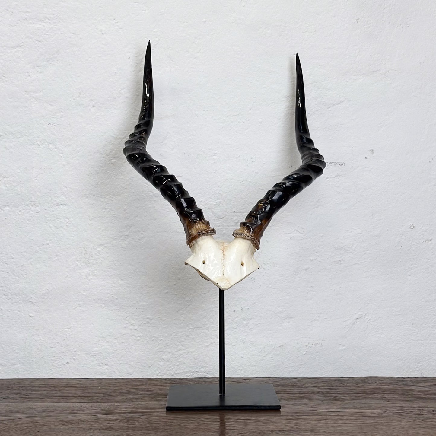 Polished Impala V Skull - South Africa