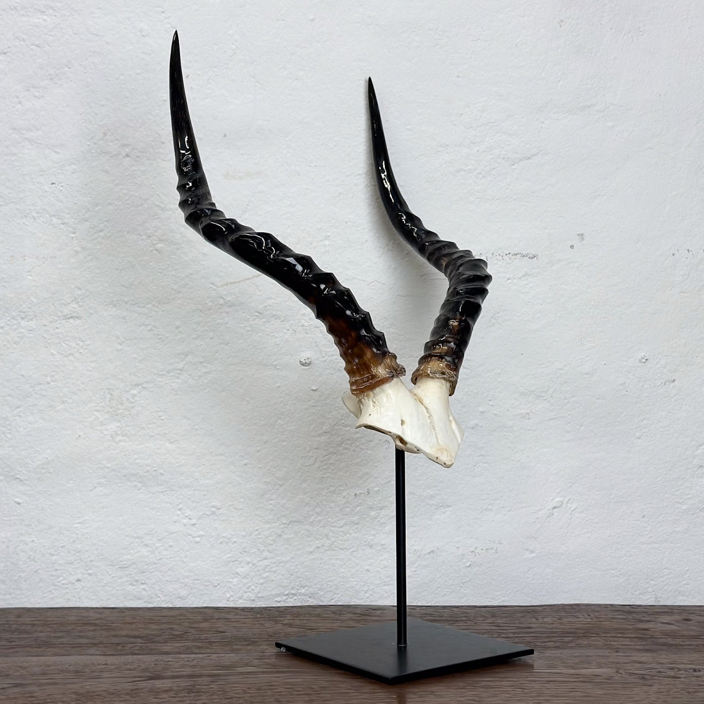 Polished Impala V Skull - South Africa