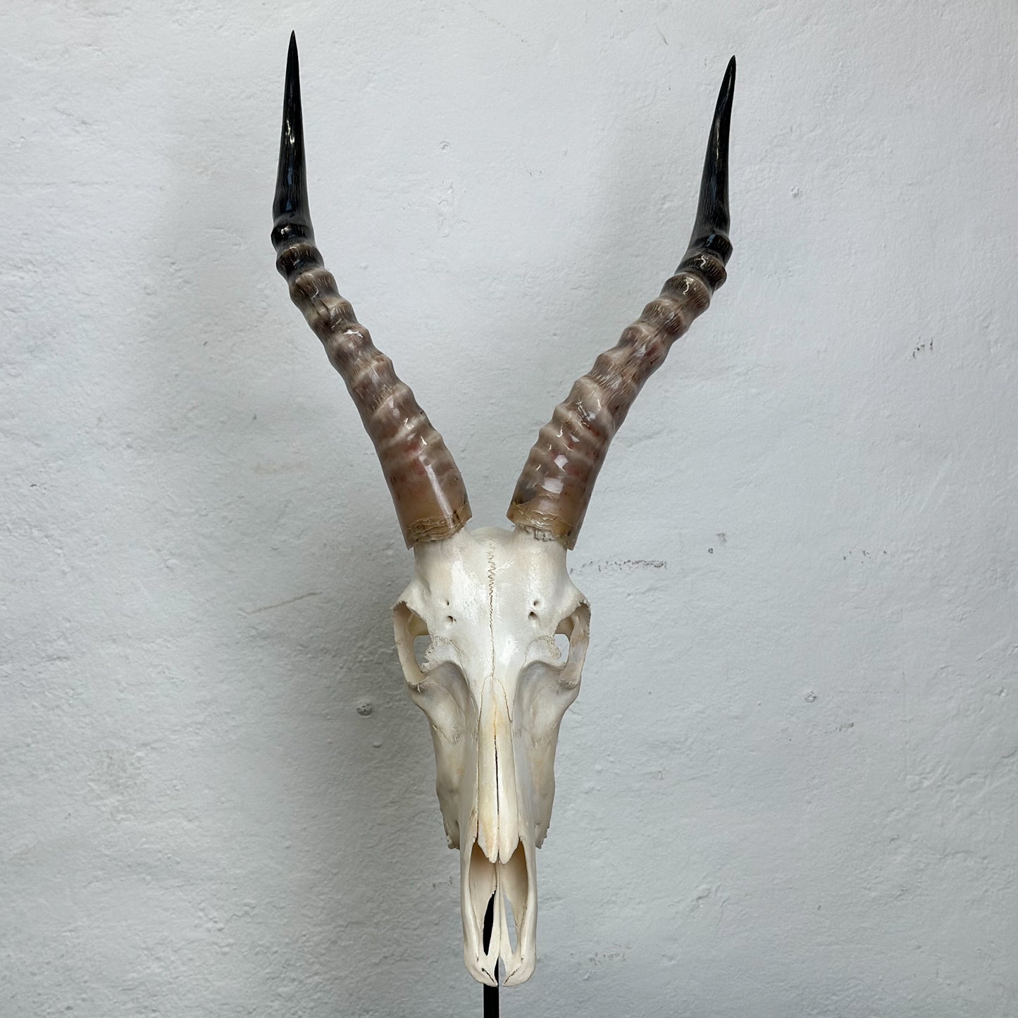 A polished blesbok skull mounted on a metal stand against a white background.