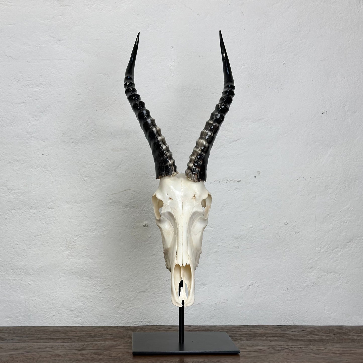 A polished blesbok skull mounted on a metal stand against a white background.