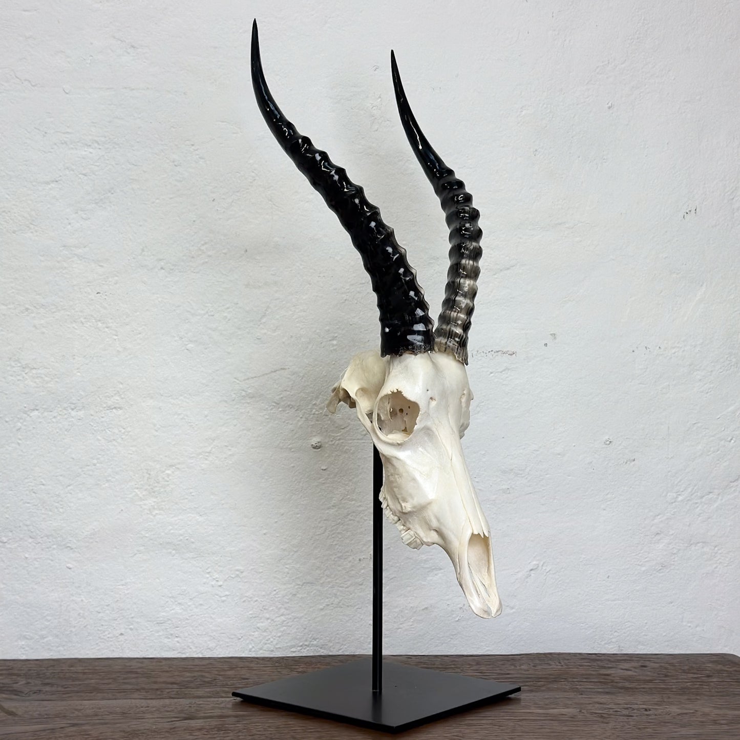 A polished blesbok skull mounted on a metal stand against a white background.
