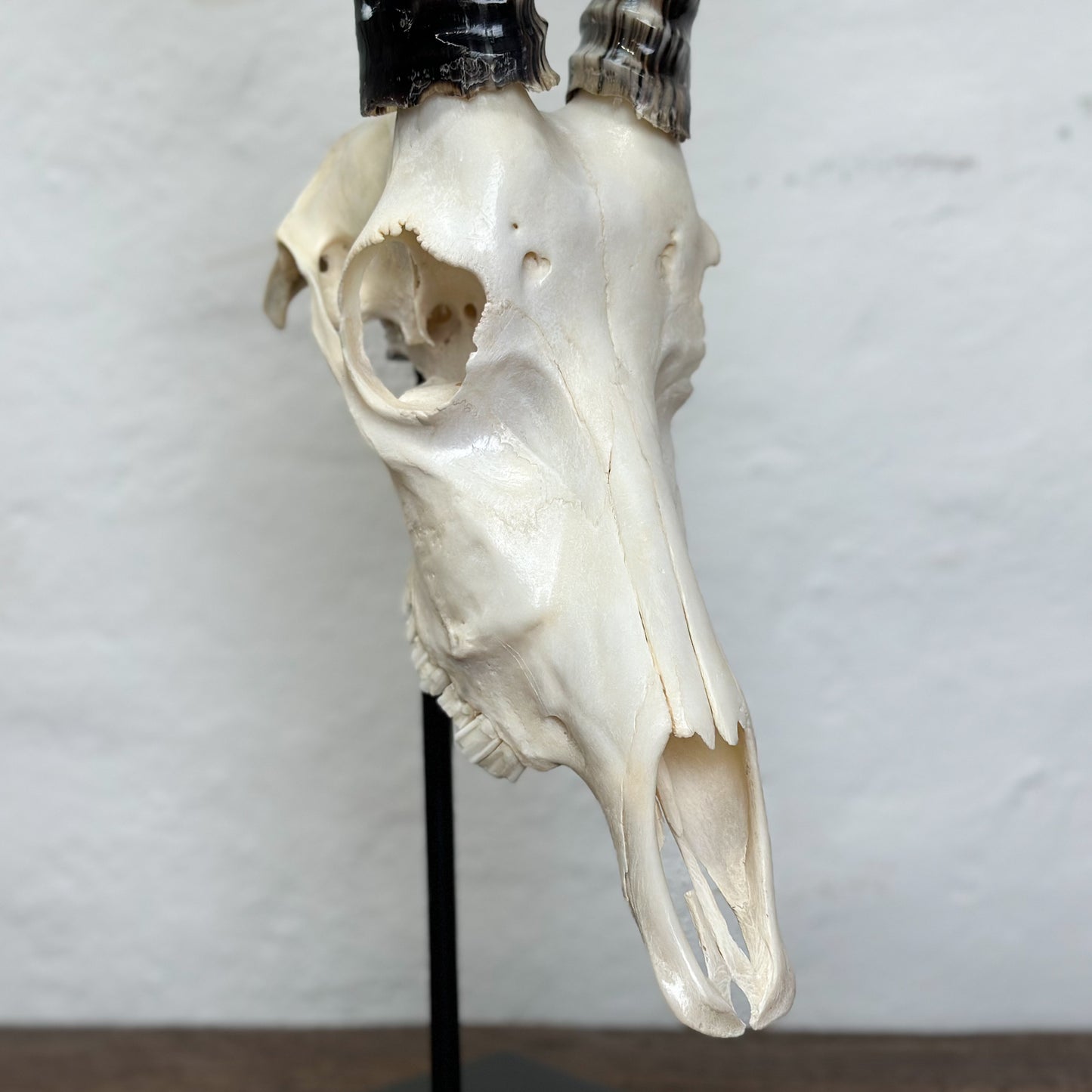 A polished blesbok skull mounted on a metal stand against a white background.