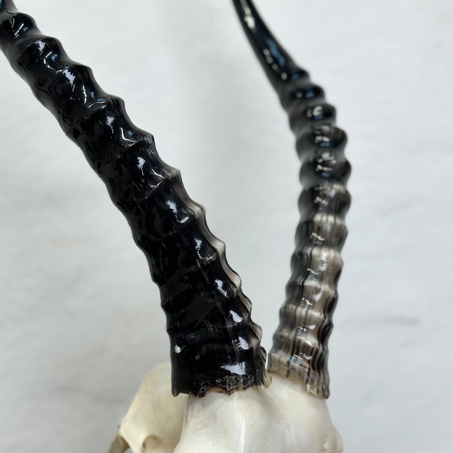 A polished blesbok skull mounted on a metal stand against a white background.