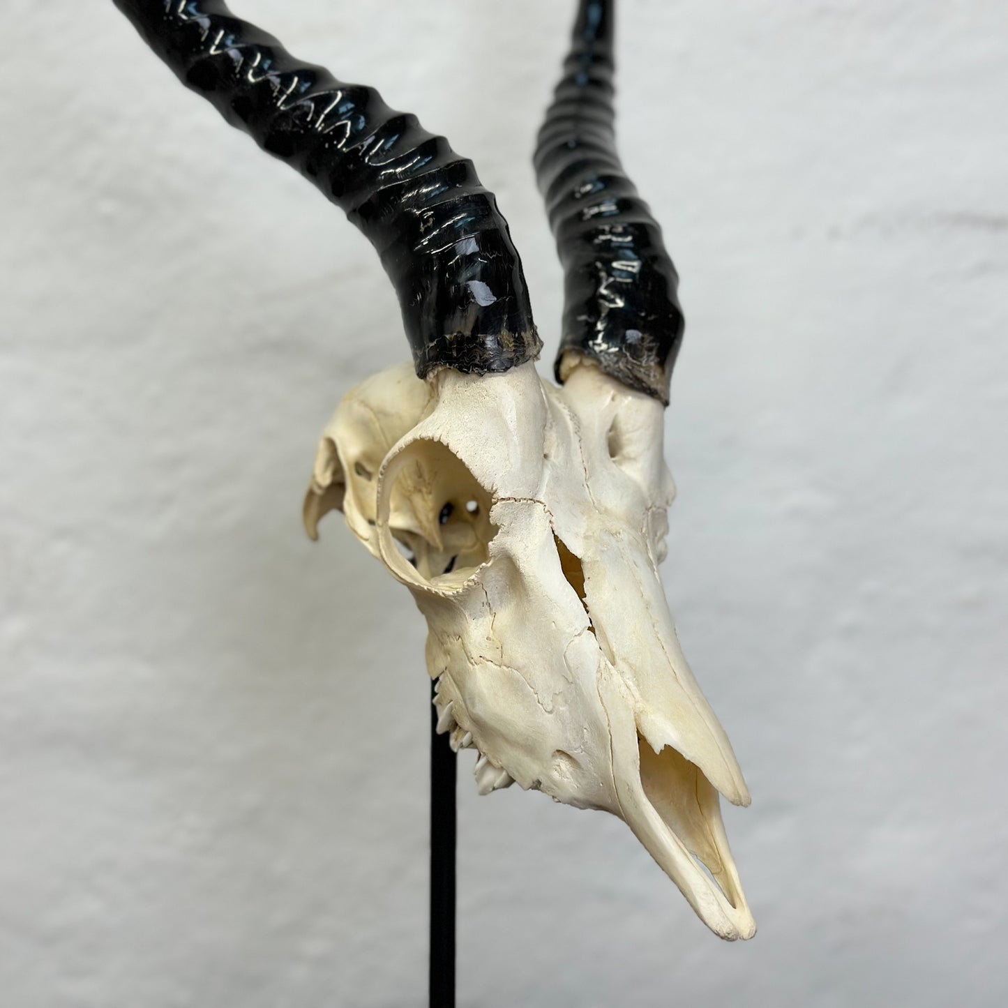 A polished blesbok skull mounted on a metal stand against a white background.