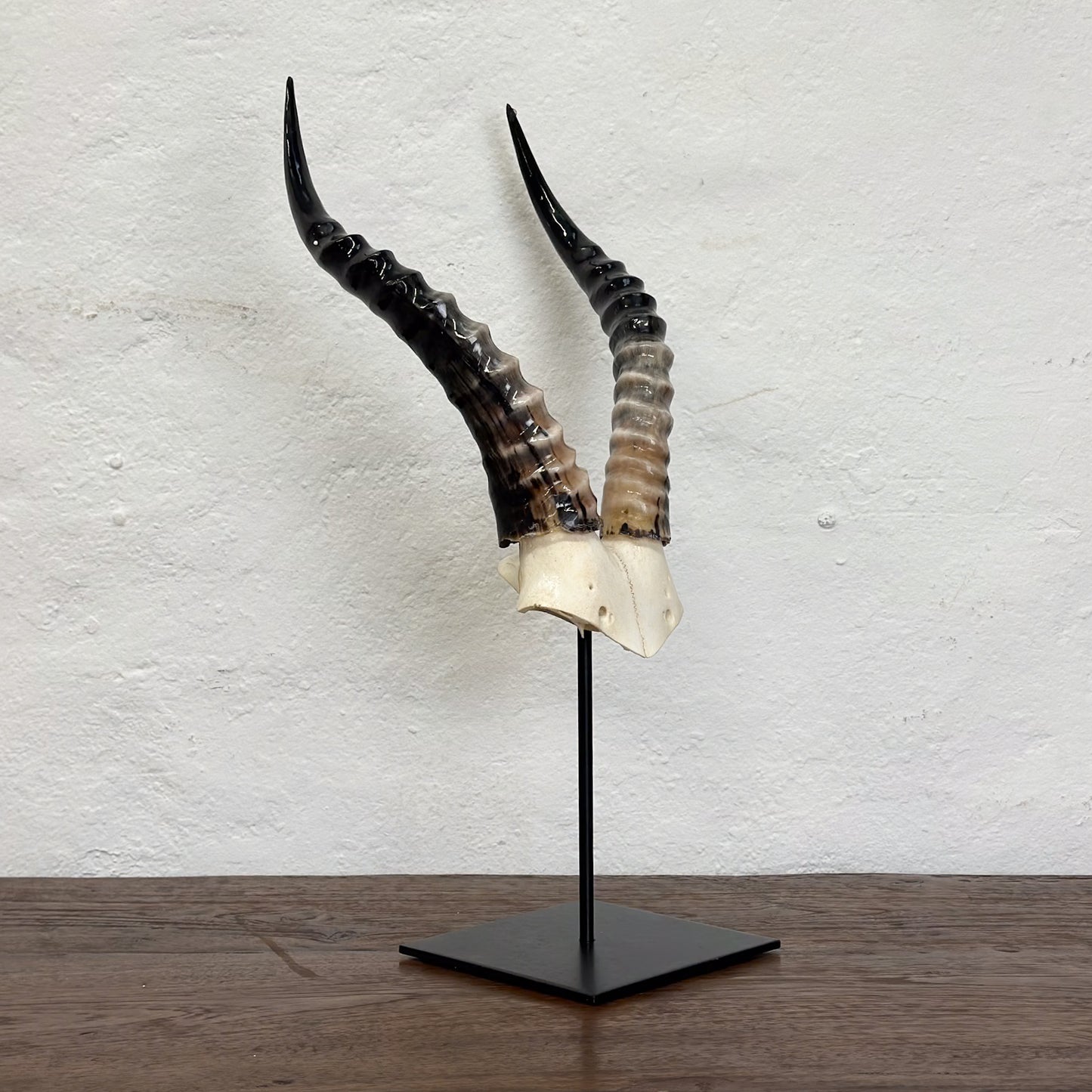 Blesbok V Skull - South Africa