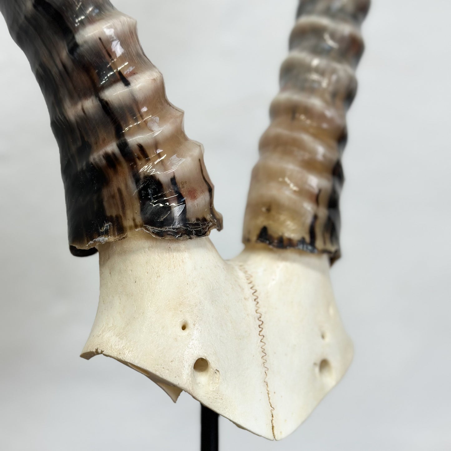 Blesbok V Skull - South Africa