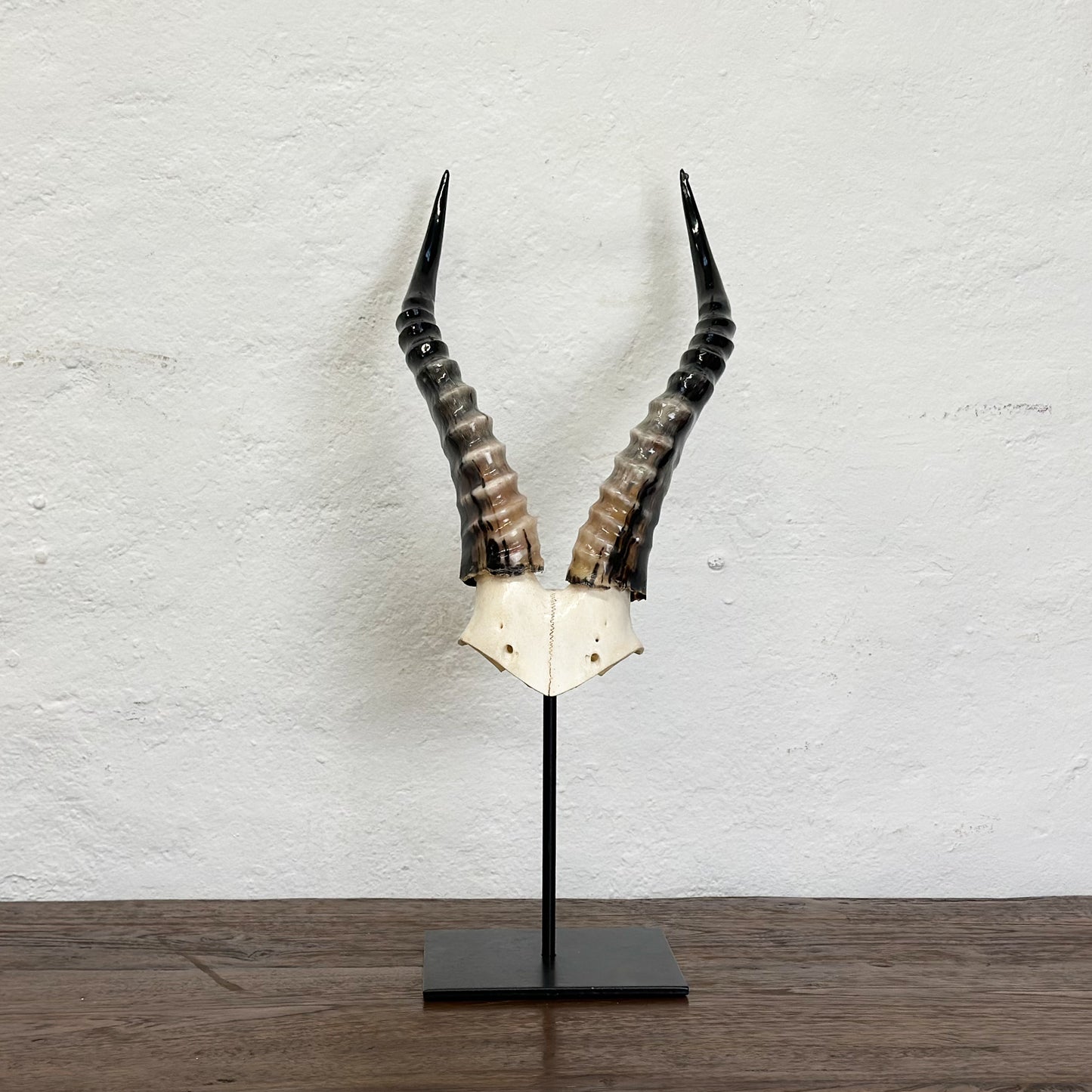 Blesbok V Skull - South Africa