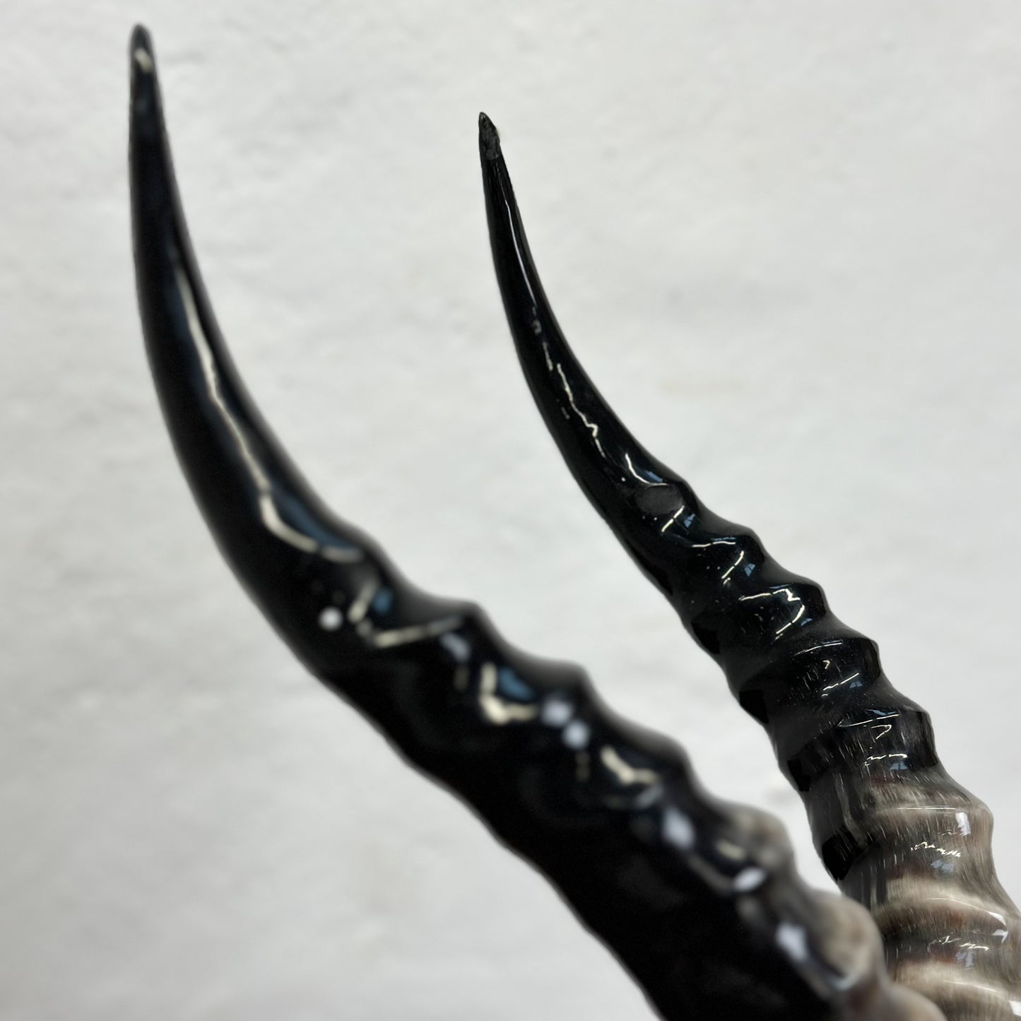Blesbok V Skull - South Africa