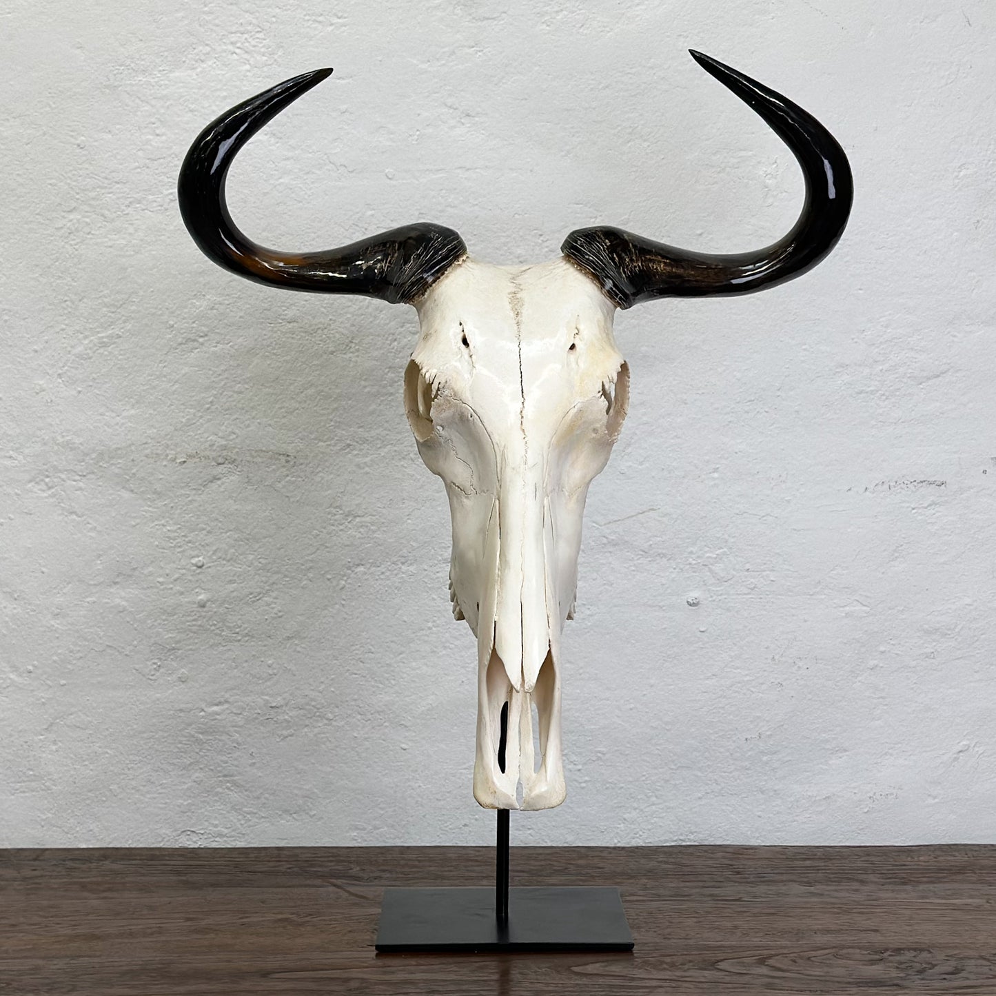 Polished Blue Wildebeest Skull - South Africa