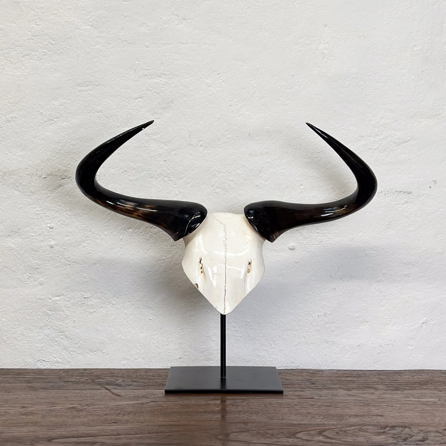 Blue Wildebeest V Skull - South Africa