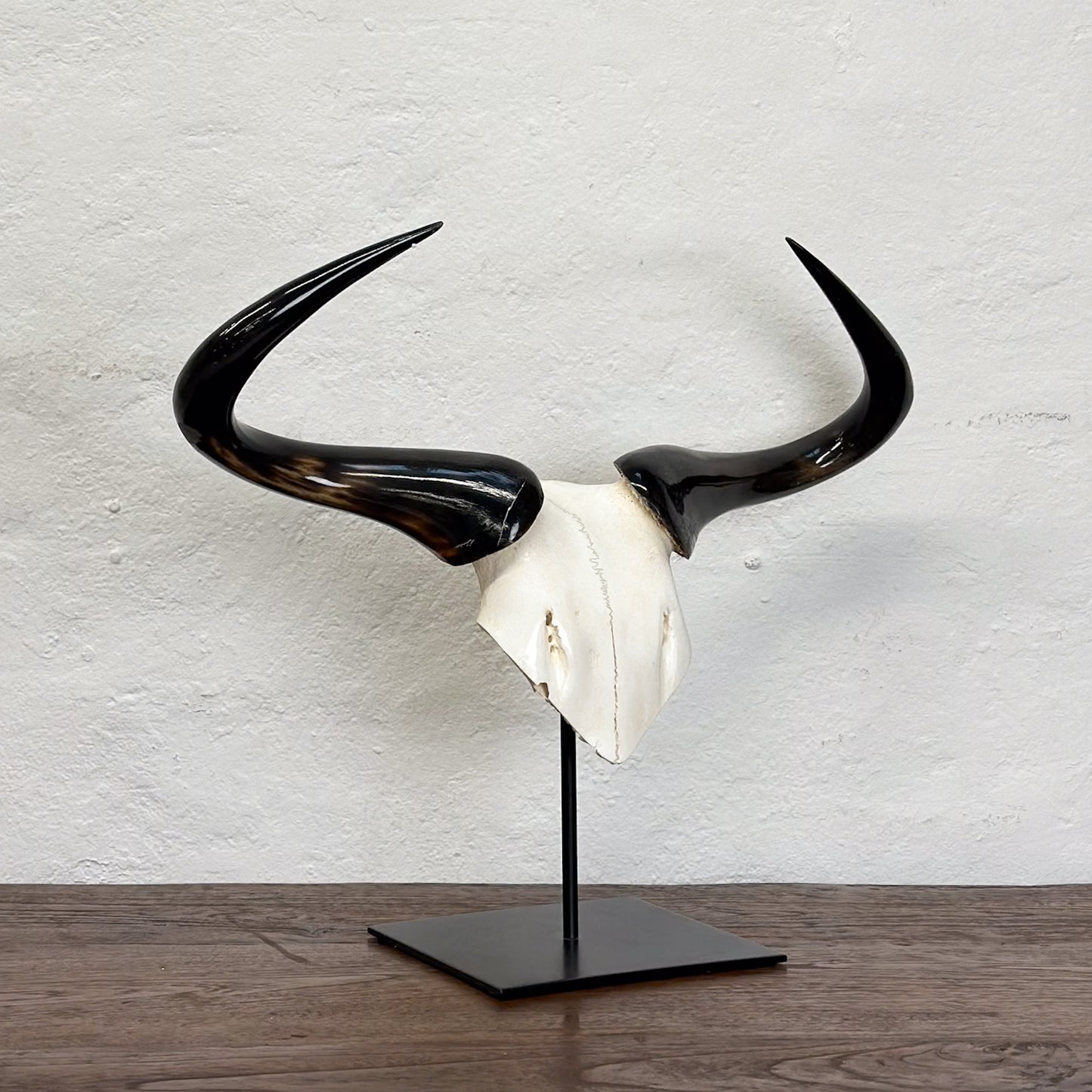 Blue Wildebeest V Skull - South Africa