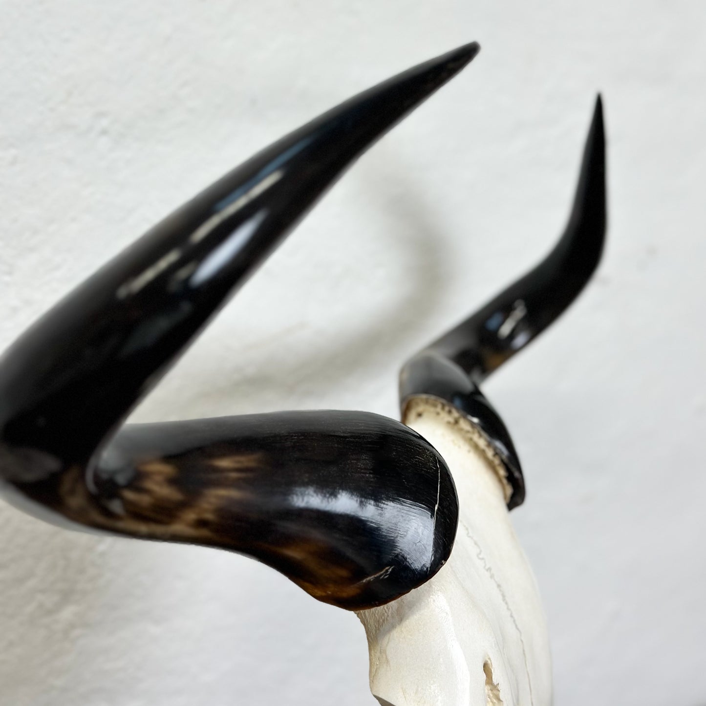 Blue Wildebeest V Skull - South Africa
