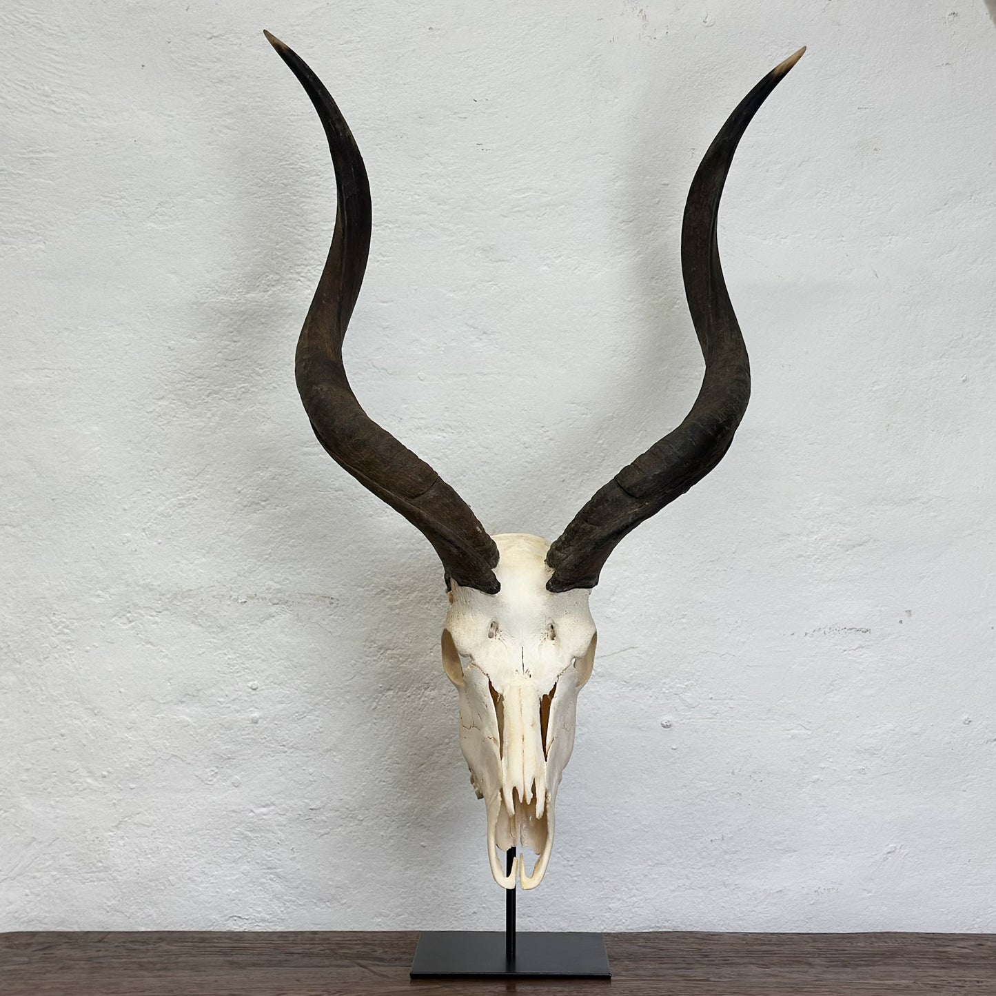 A mounted kudu skull with antlers, on a stand, against a white wall.