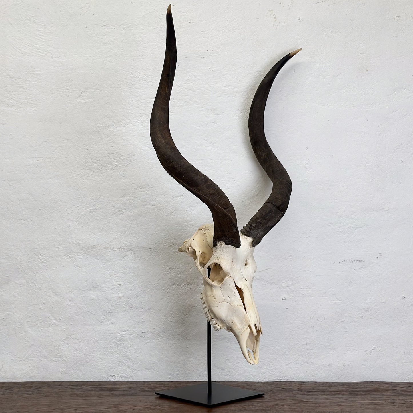 A mounted kudu skull with antlers, on a stand, against a white wall.