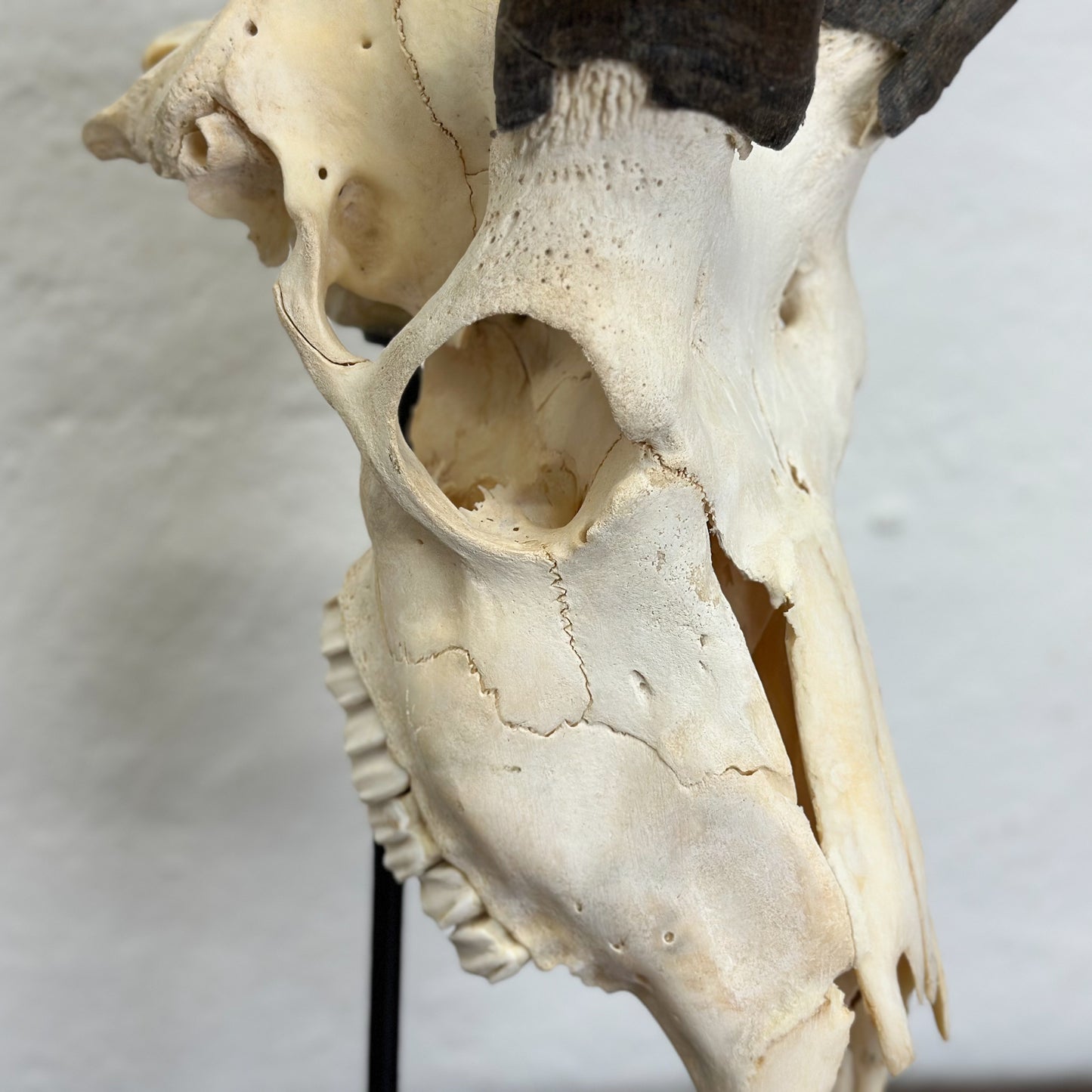 A mounted kudu skull with antlers, on a stand, against a white wall.