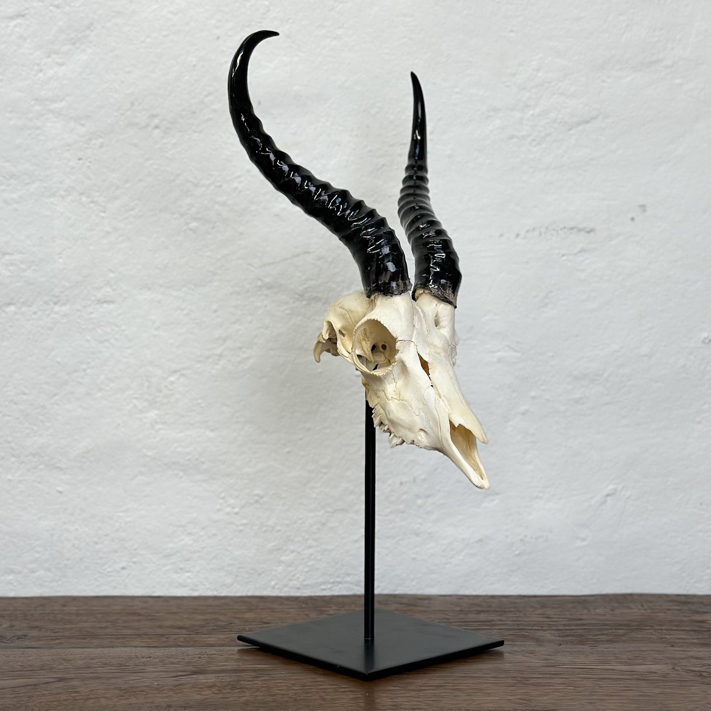 Polished Springbok Skull -  South Africa