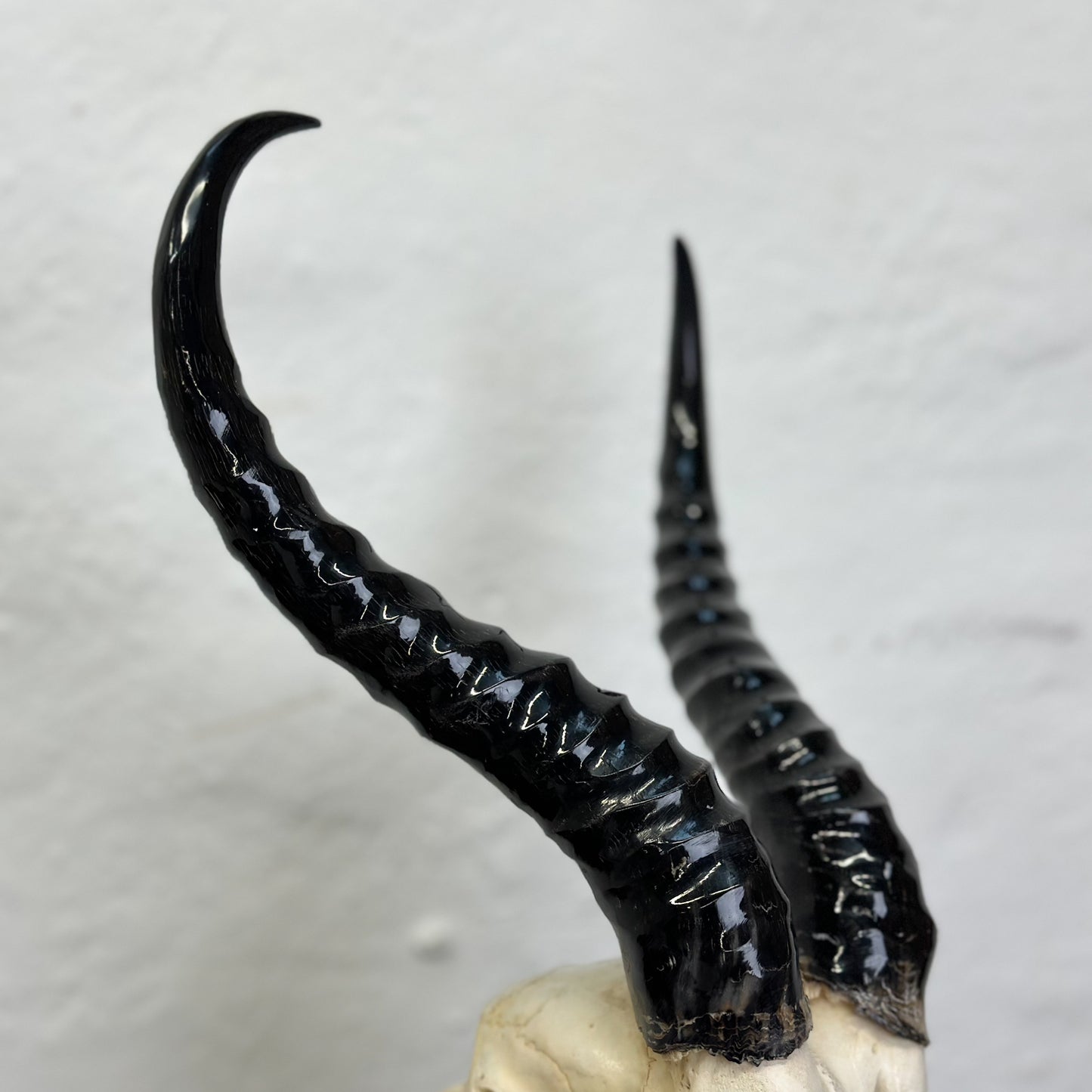 Polished Springbok Skull -  South Africa