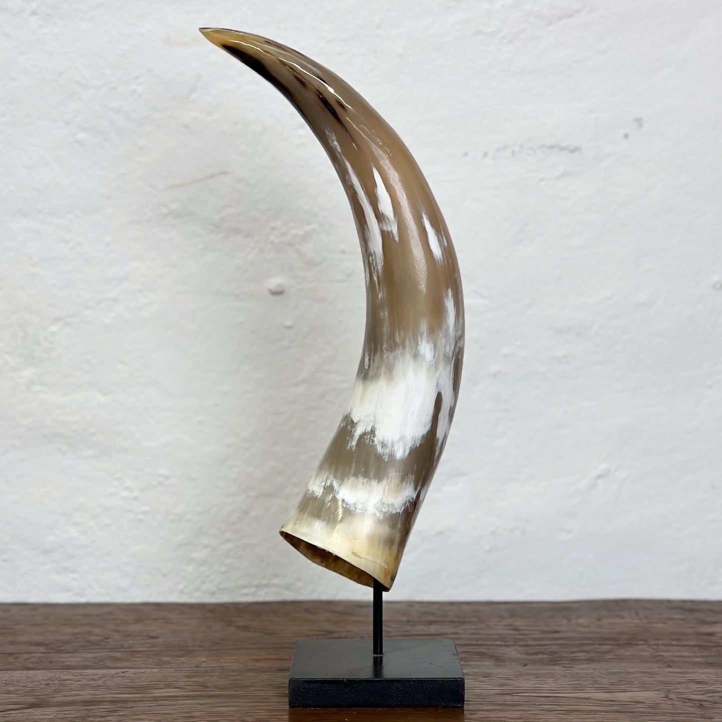 Nguni Cattle Horn - South Africa