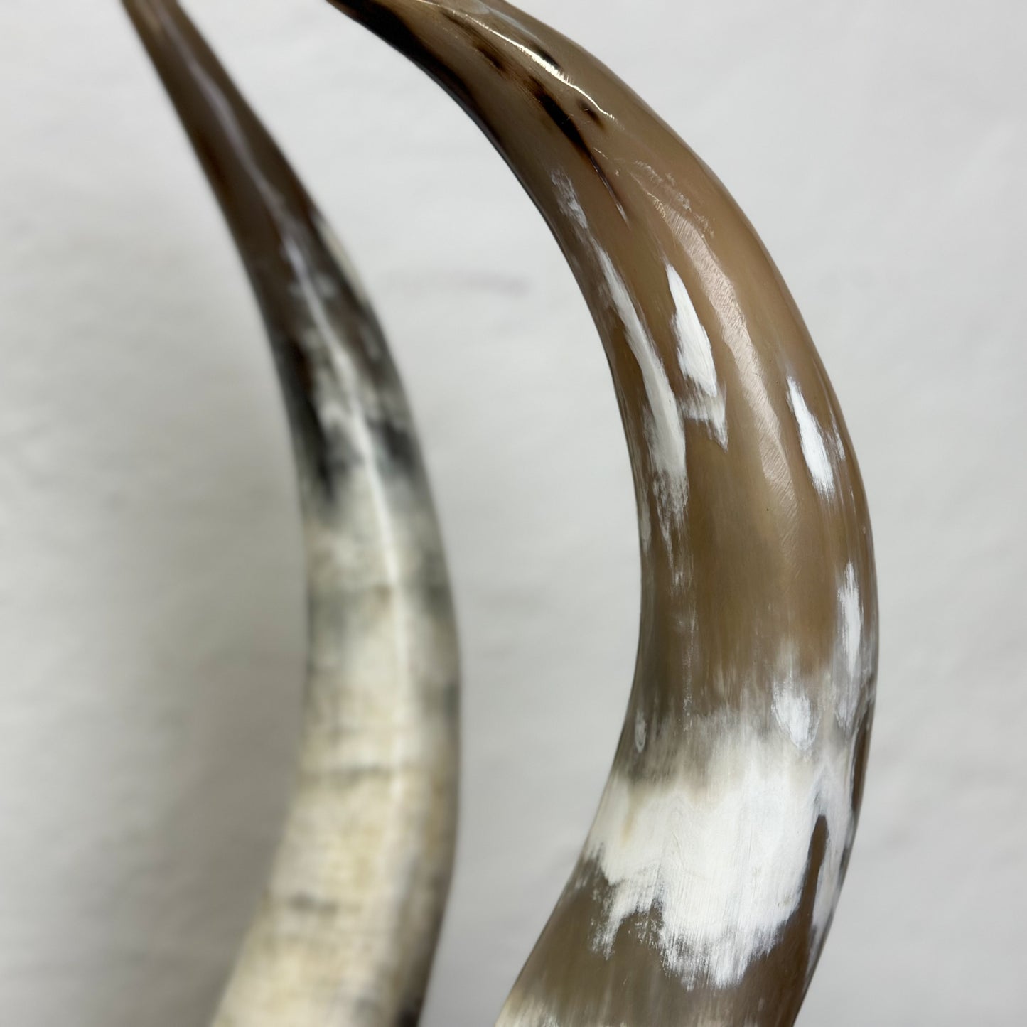 Nguni Cattle Horn - South Africa