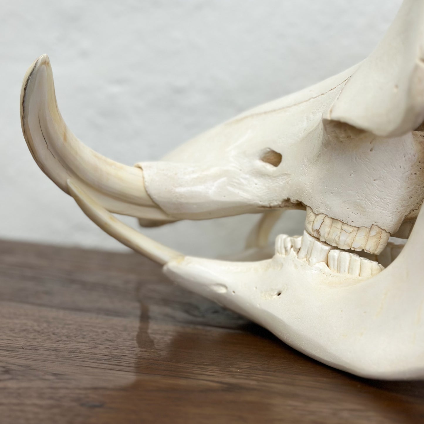 Warthog Skull - South Africa