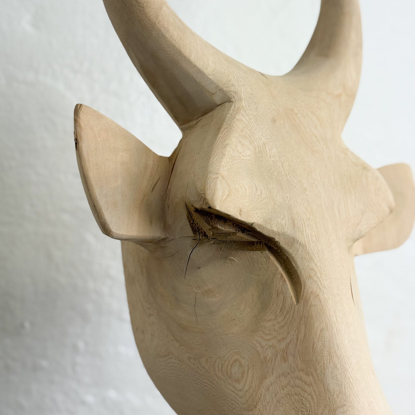 Swazi Bull Head - Eswatini