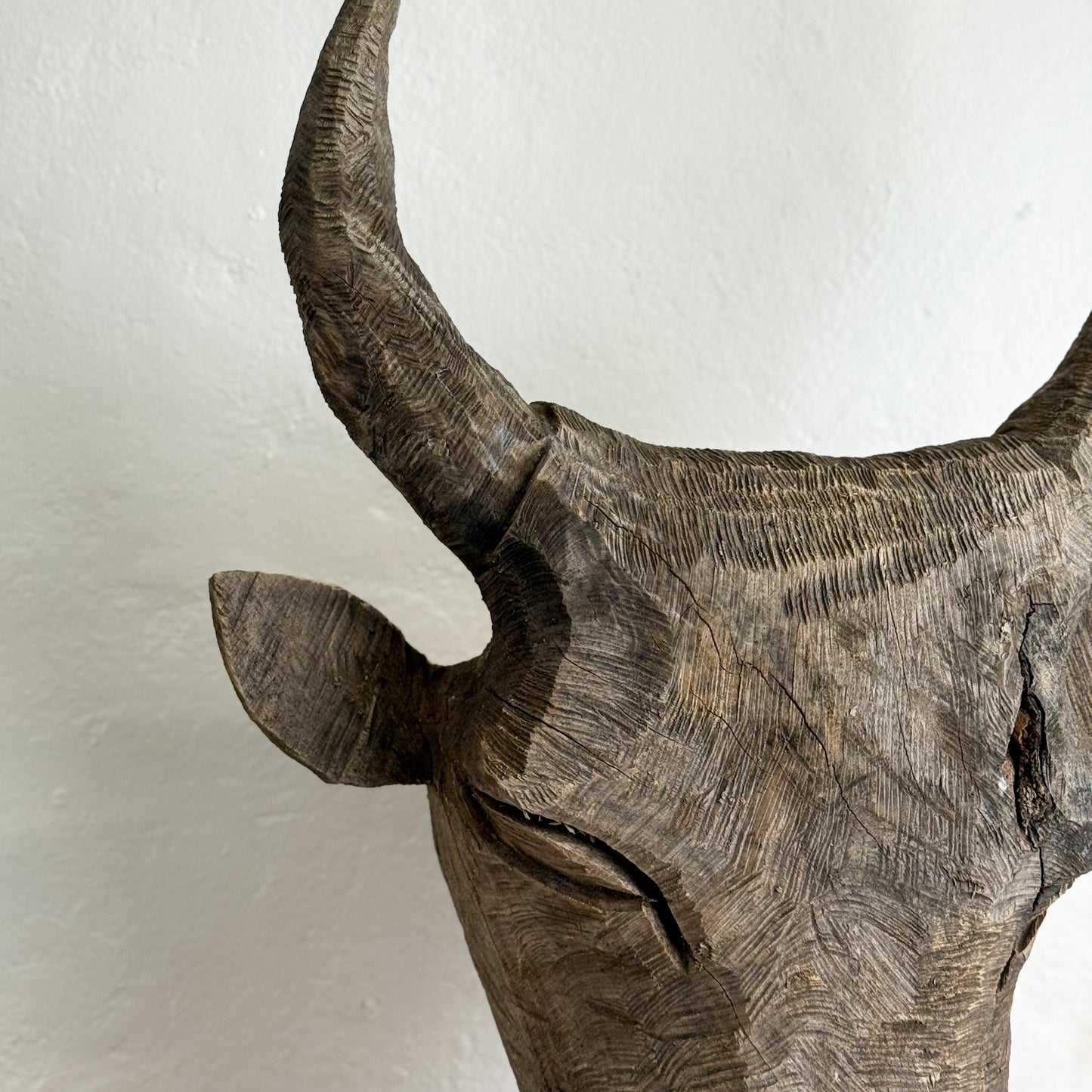 Jacaranda Bull Head - South Africa