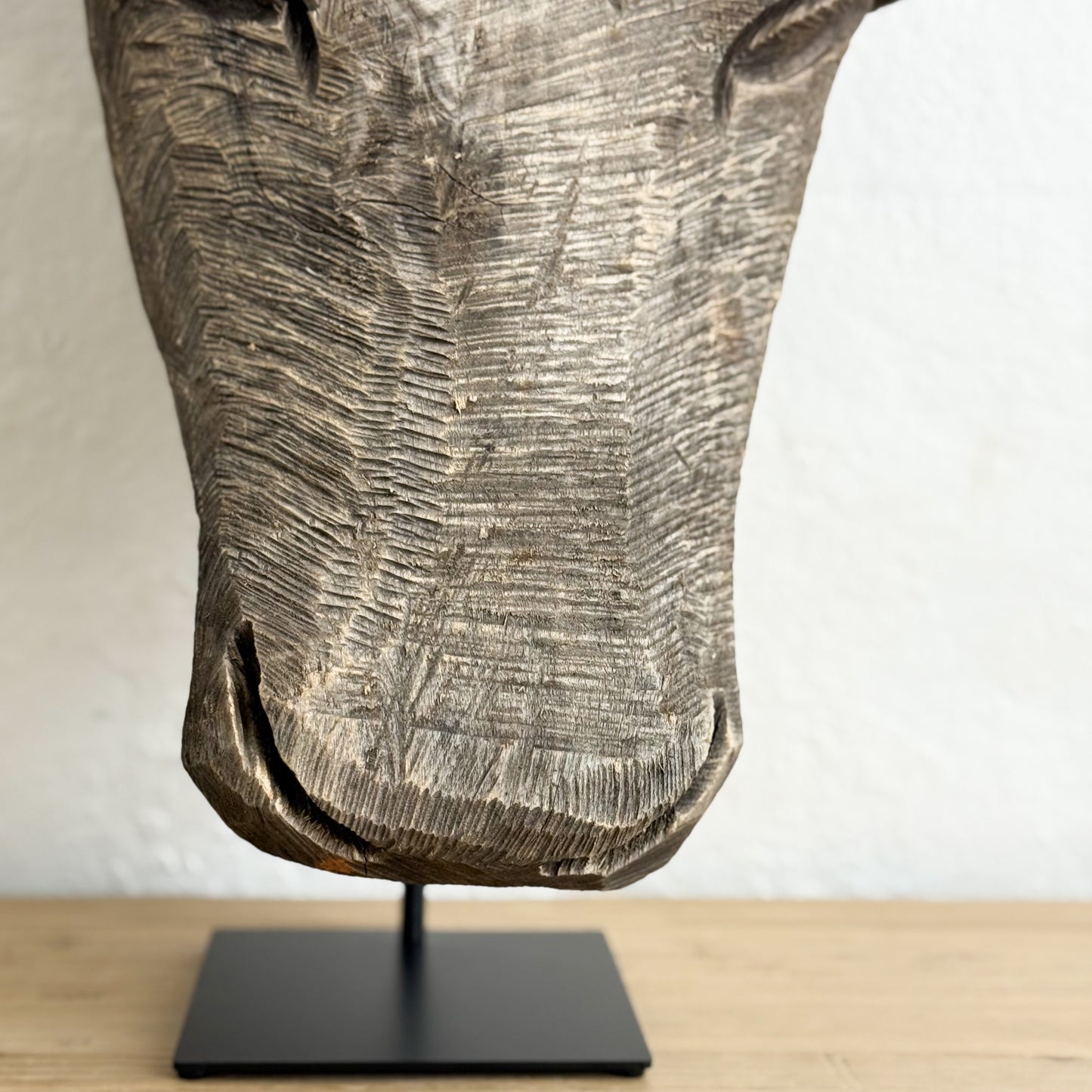 Jacaranda Bull Head - South Africa