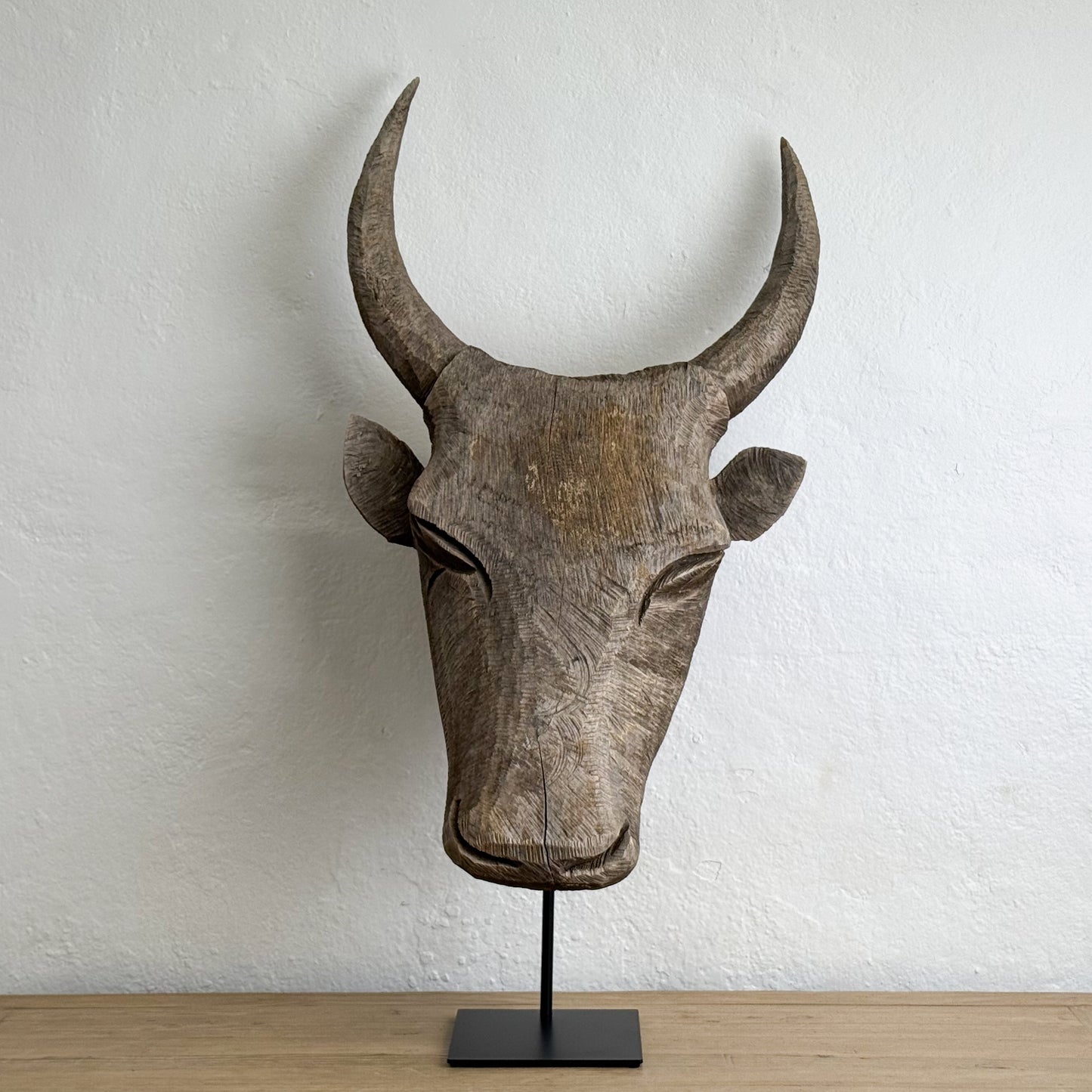 Jacaranda Bull Head - South Africa