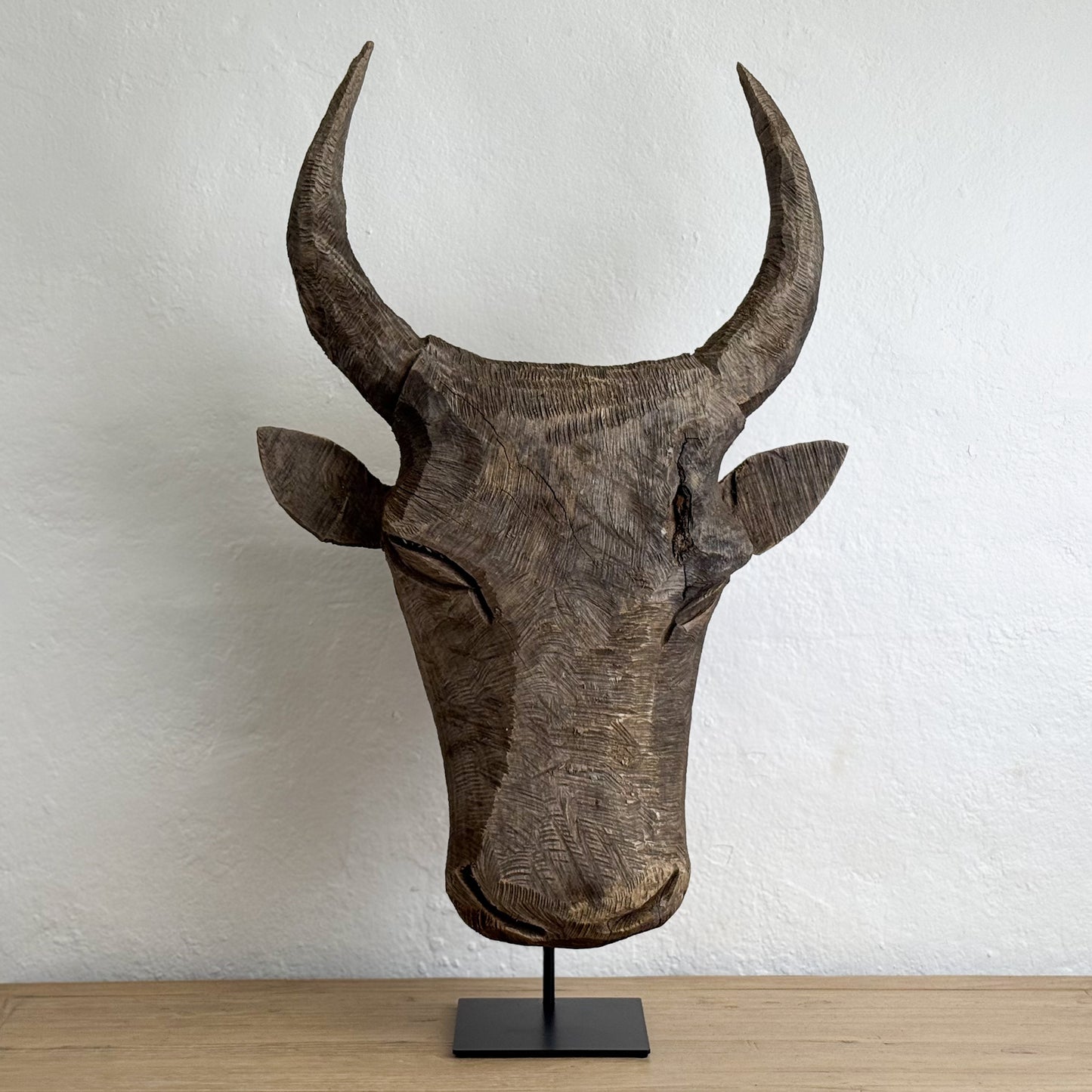 Jacaranda Bull Head - South Africa