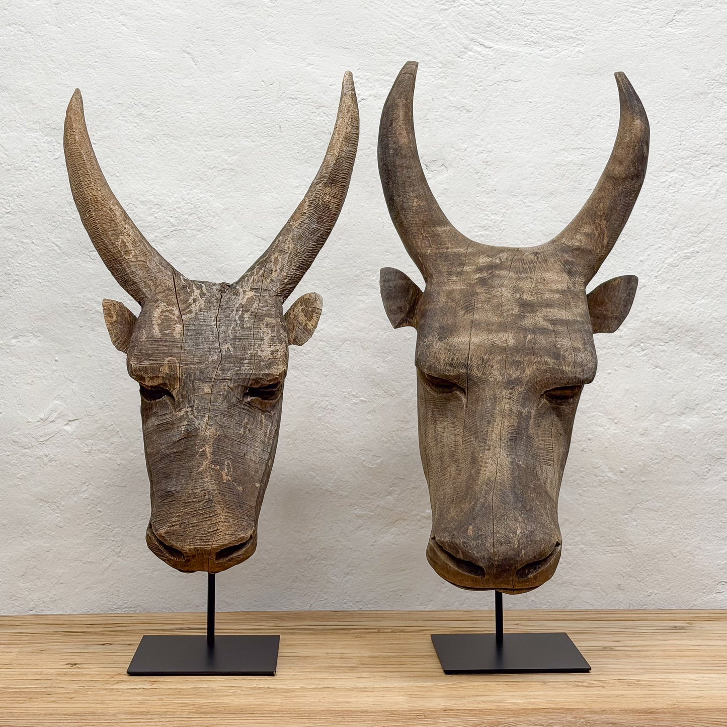 Swazi Bull Head - Swaziland