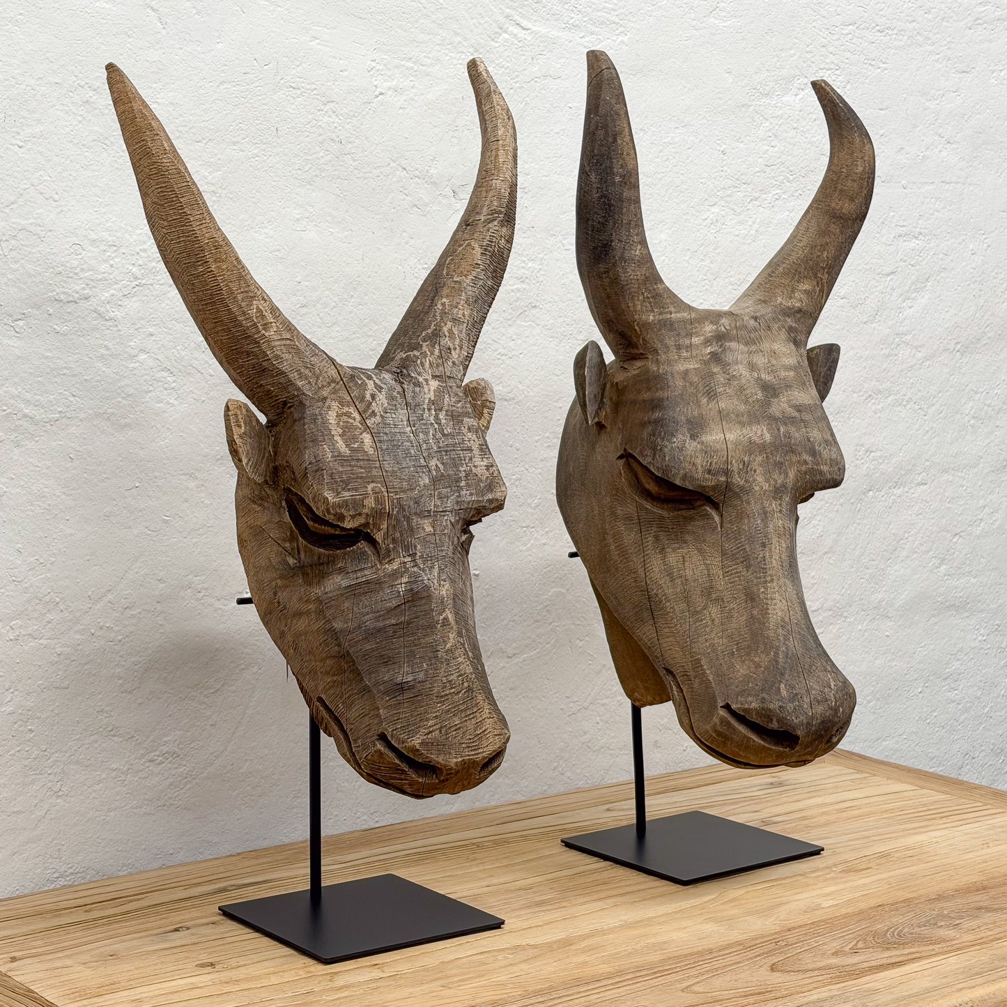 Swazi Bull Head - Swaziland