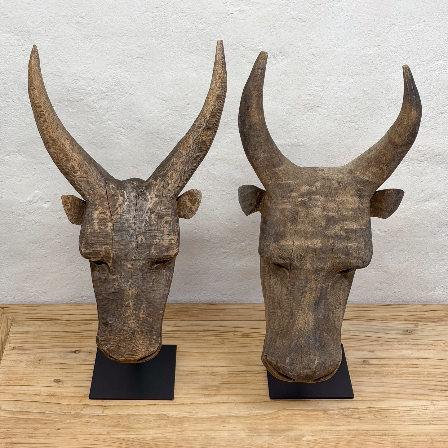 Swazi Bull Head - Swaziland