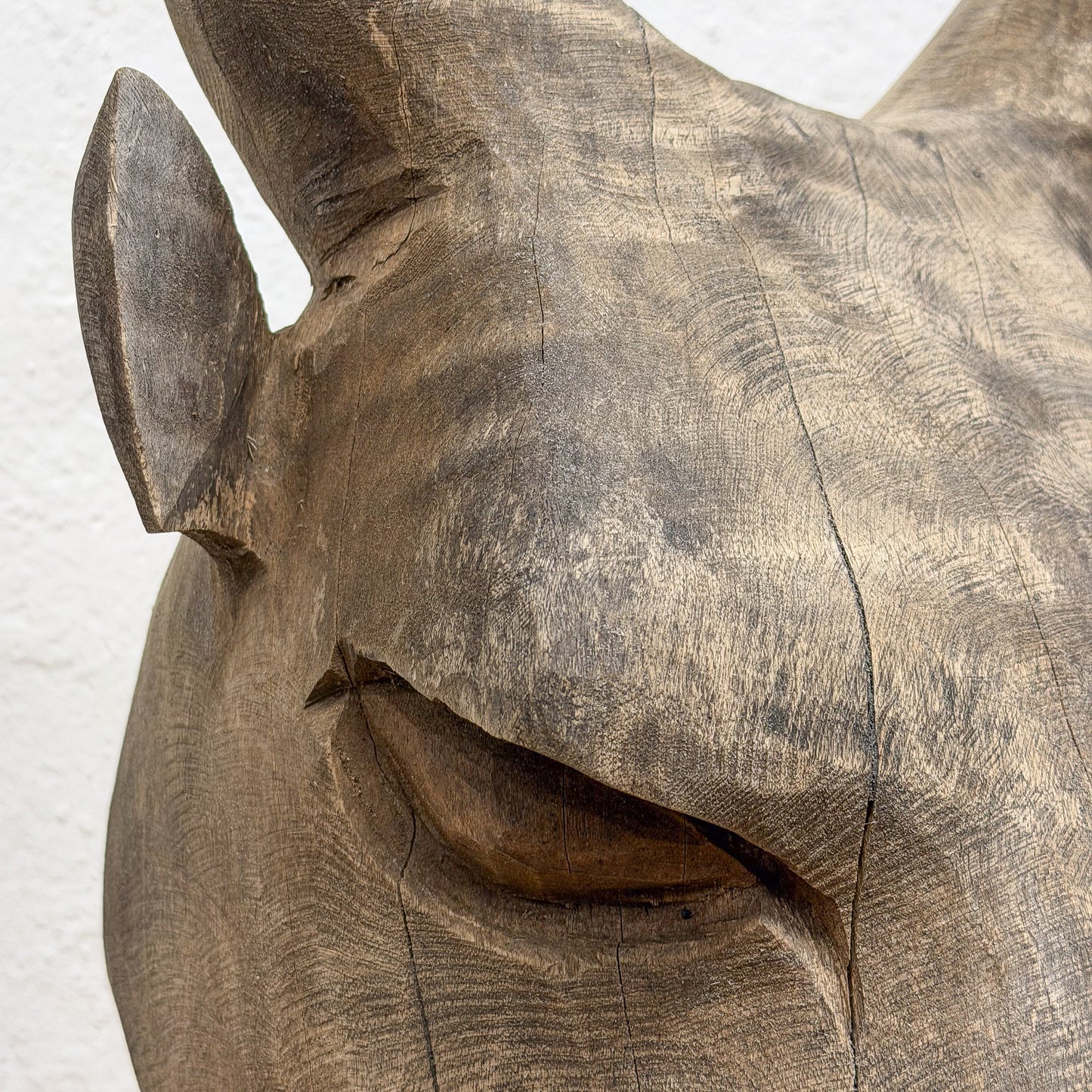 Swazi Bull Head - Swaziland