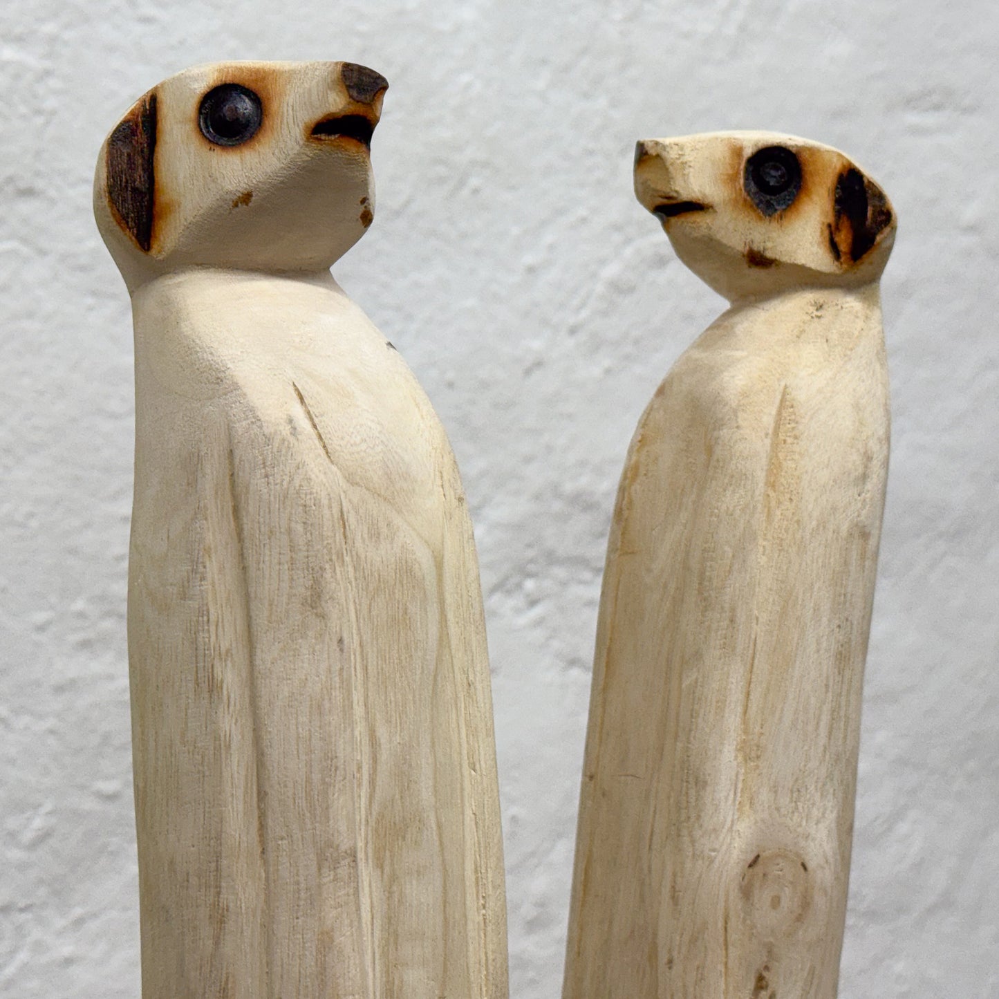 Meerkat - Cameroon