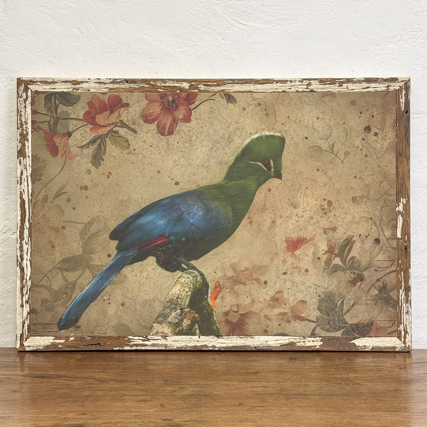 Knysna Turaco Print Medium