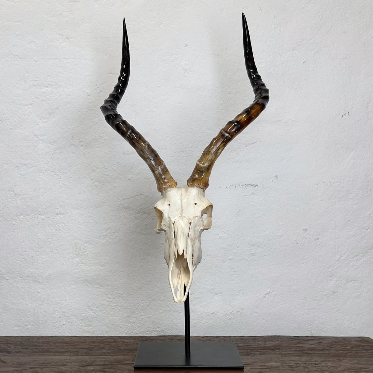 A taxidermy-style animal skull mount with long curved horns, displayed on a black stand against a white textured wall.