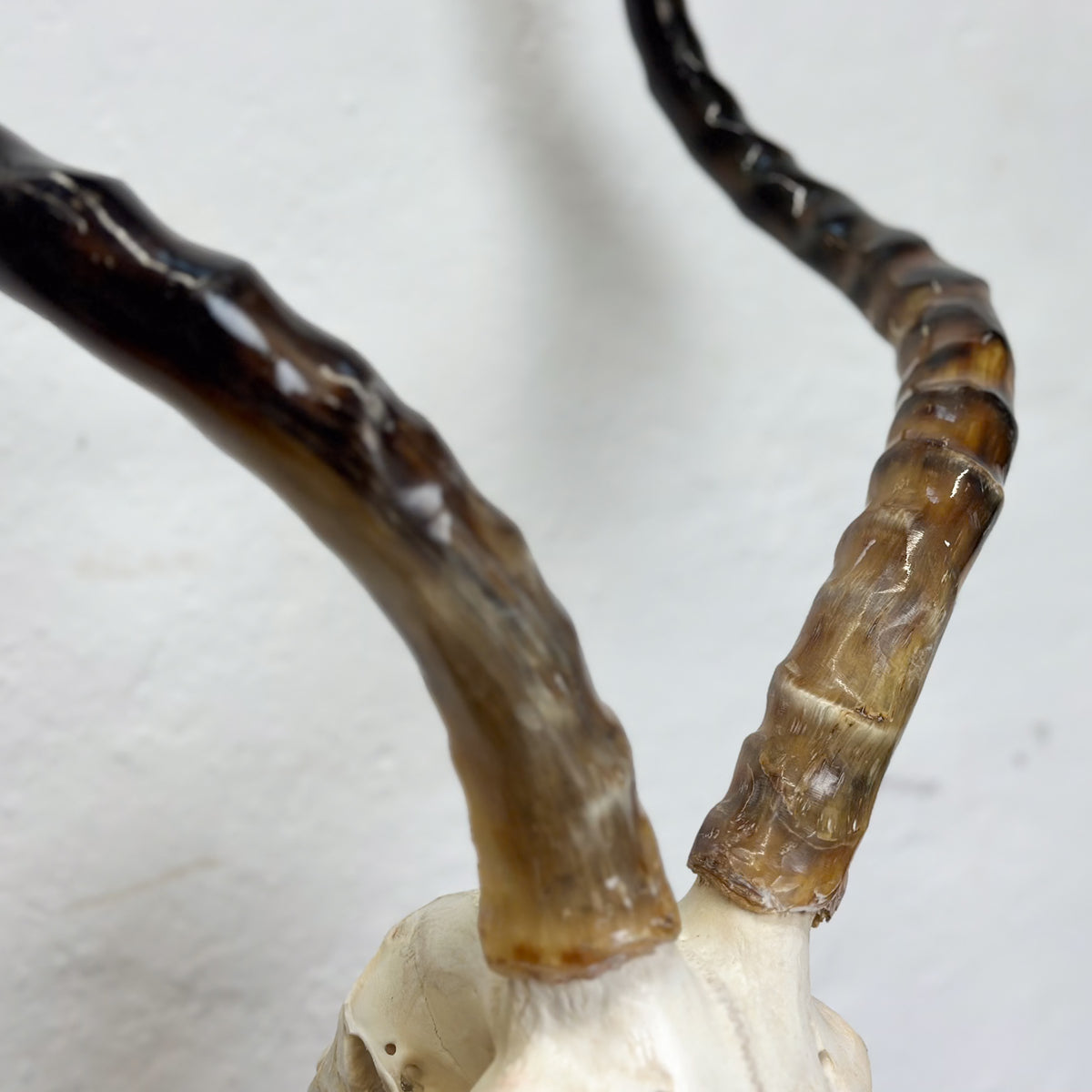Close-up of a horned skull specimen with two curved, textured horns attached to an off-white skull base against a plain light background.