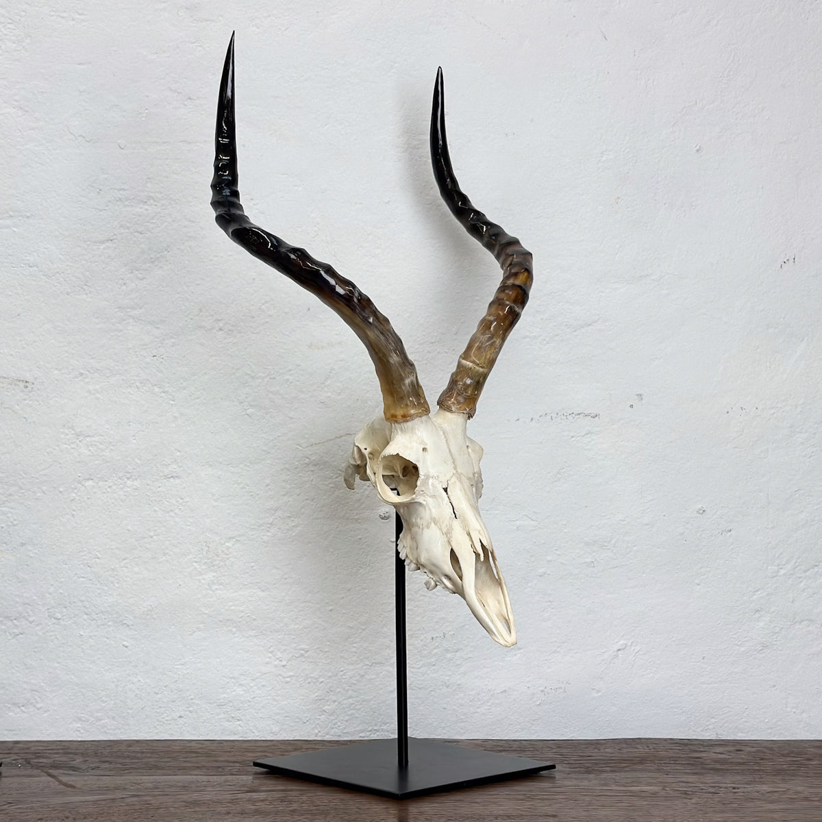 A taxidermy animal skull with long curved horns mounted on a black metal stand, set against a white textured wall.