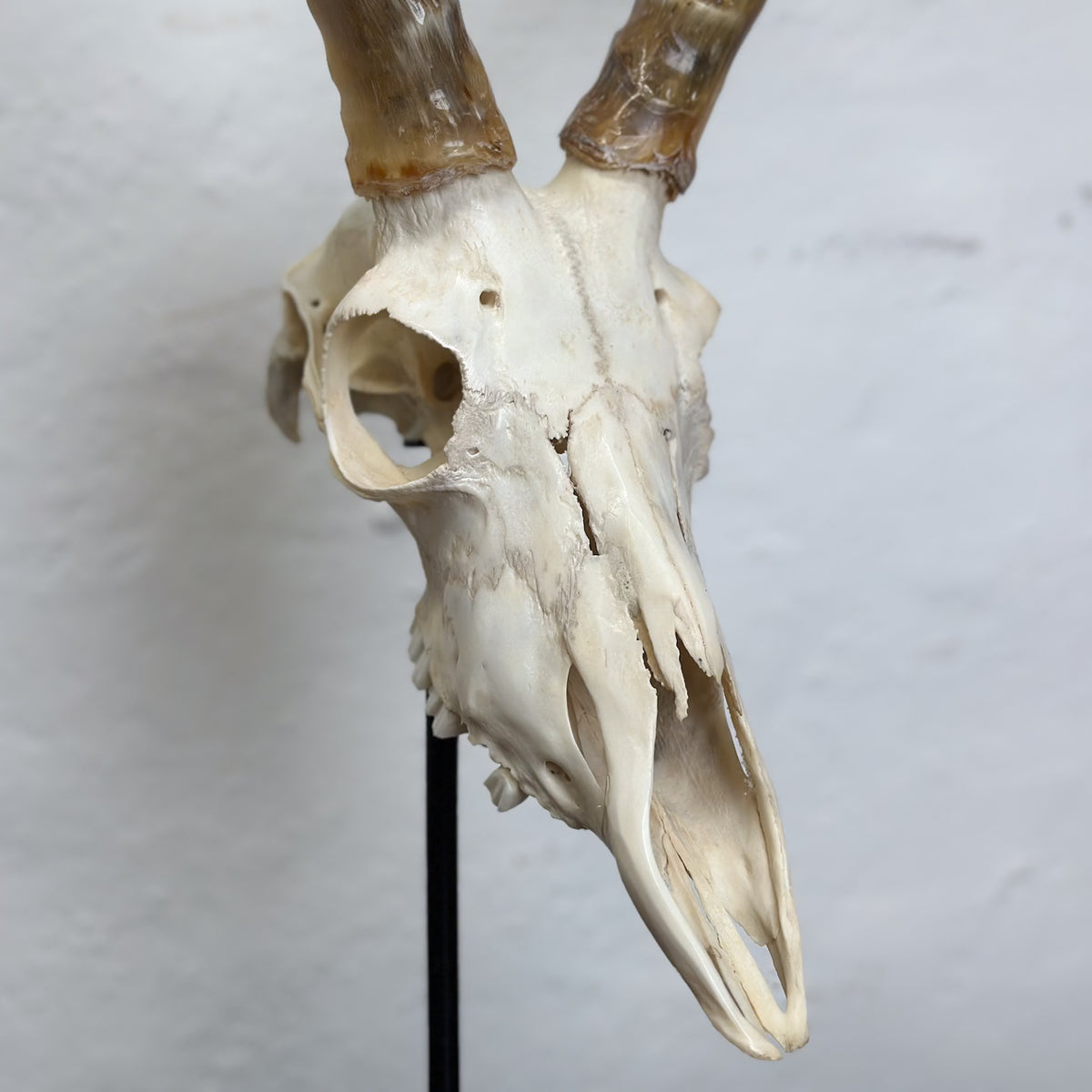 A taxidermy animal skull with curved horns, mounted on a black stand against a textured off-white wall.