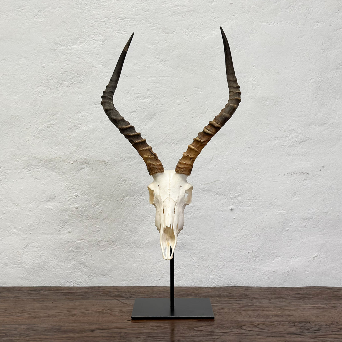 A taxidermy animal skull with long curved horns mounted on a black metal stand, set against a white textured wall and a dark wooden table.