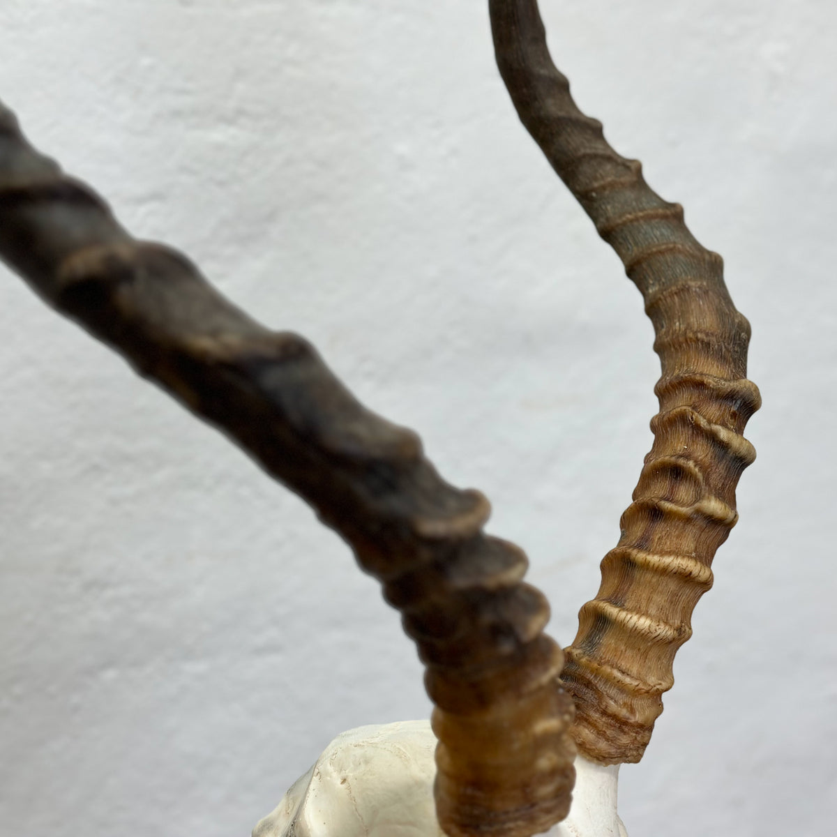 A close-up of two curved horn antlers with textured, ribbed surfaces in dark brown and tan tones, mounted on a white skull against a light gray wall.