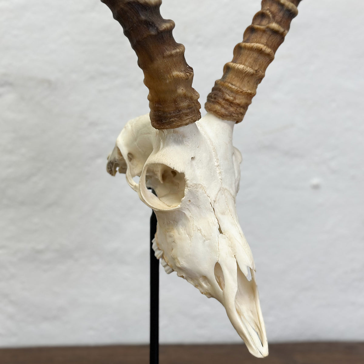 A taxidermy animal skull with long, ridged brown horns, mounted on a black stand against a light gray textured wall.