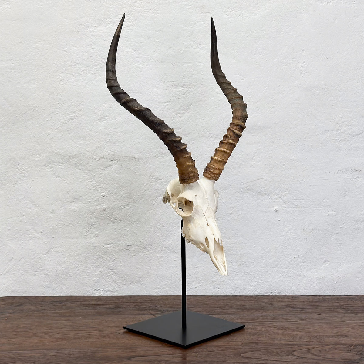 A horned skull mount displayed on a black metal stand, set against a white textured wall and dark wood tabletop.