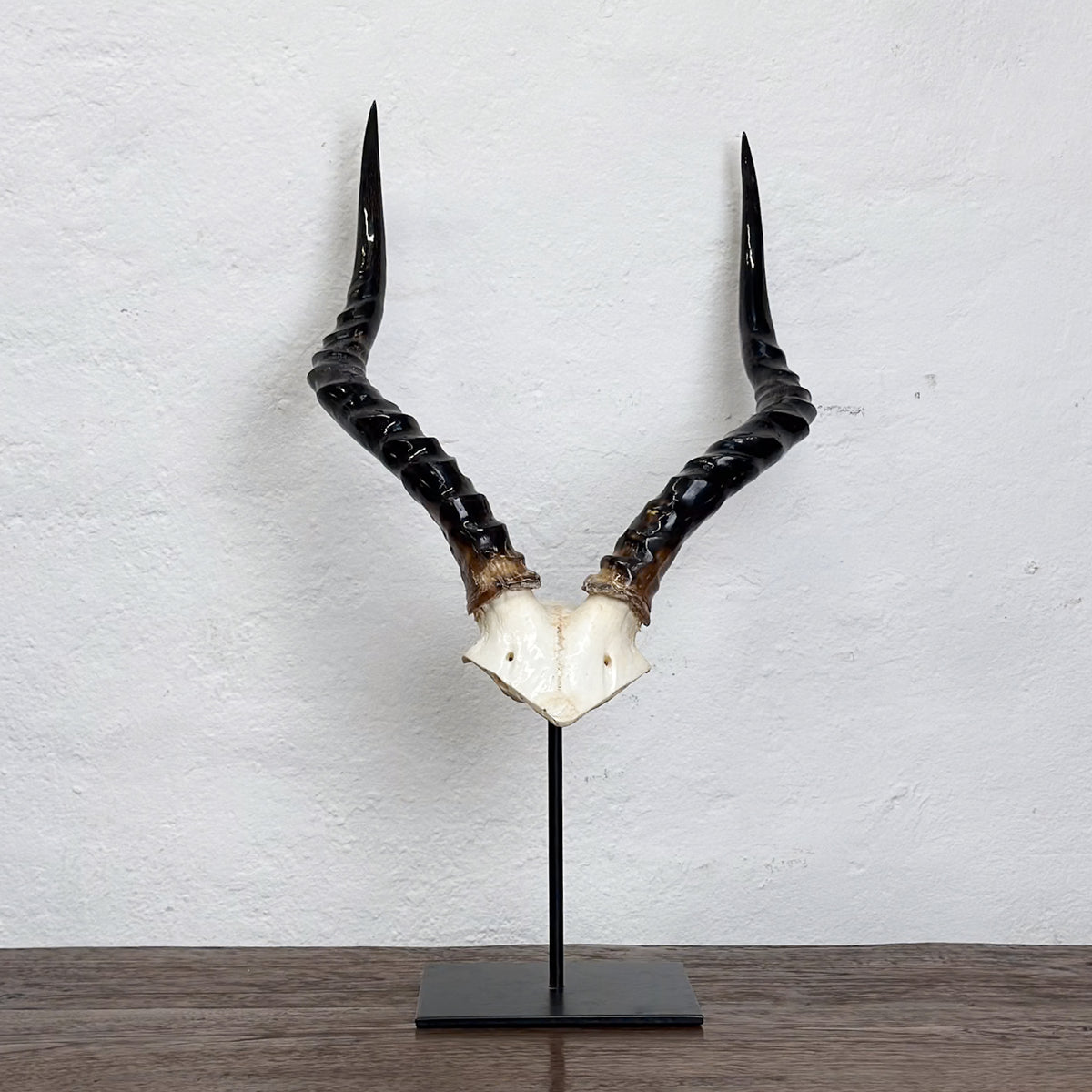 A pair of curved black antelope horns mounted on a white skull base and displayed on a black metal stand, set against a white textured wall and dark wooden surface.