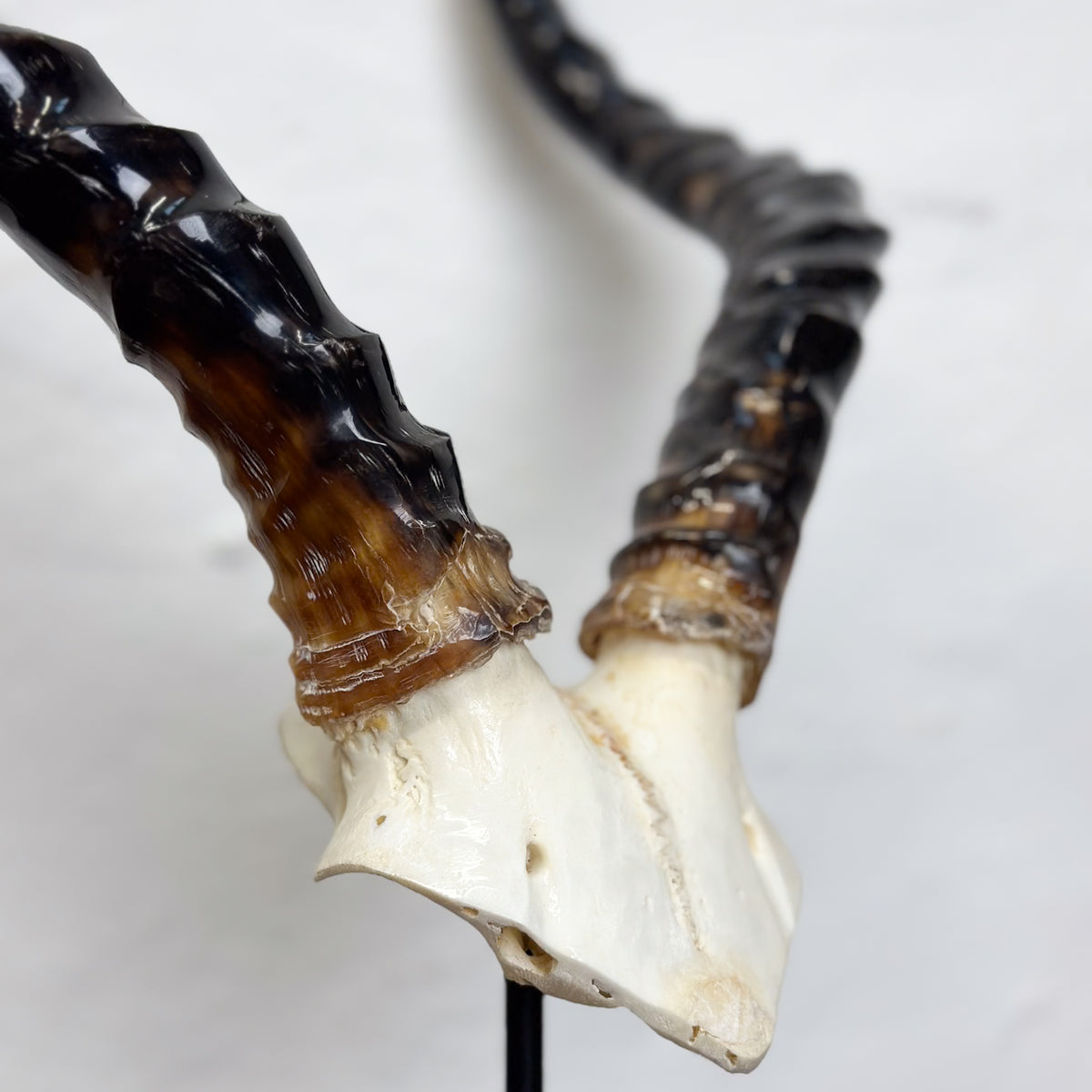 A close-up of a horned skull specimen with two curved horns attached to a bone base, photographed against a plain light background.