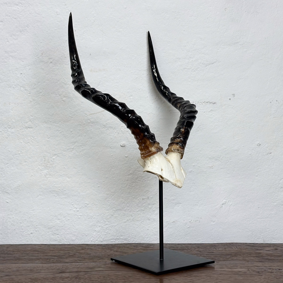 A pair of natural antelope horns with dark, twisted spiraled shafts and ivory-colored tips, mounted on a black metal stand against a white textured wall.